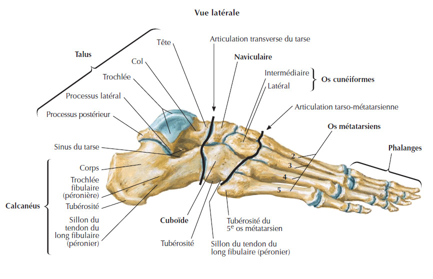Anatomie Physiologie
